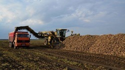 Вячеслав Гладков рассказал об уборке аграриями подсолнечника и кукурузы с полей 