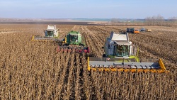 Белгородские аграрии намолотили на 15% больше зерна по сравнению с прошлым годом